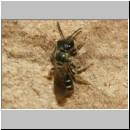 Lasioglossum quadrinotatulum - Furchenbiene 05a 7mm Sandgrube Niedringhaussee det.jpg